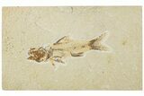 Bargain, Fossil Fish (Amphiplaga) - Rare Species #229538-1